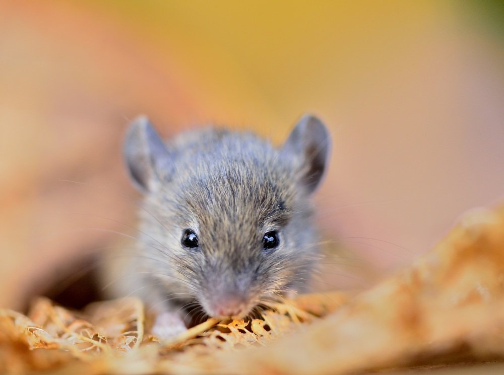 Photograph by ruurd visser