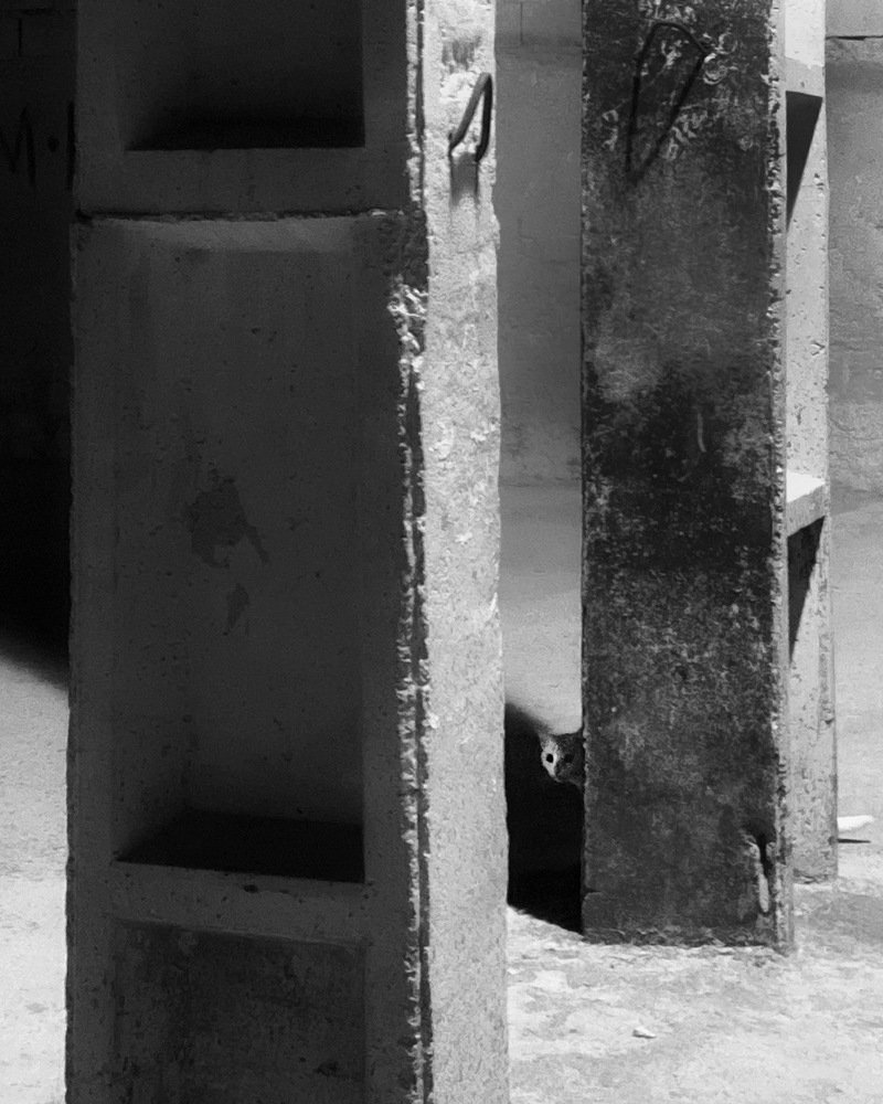 Photograph by Navid Matrian pour