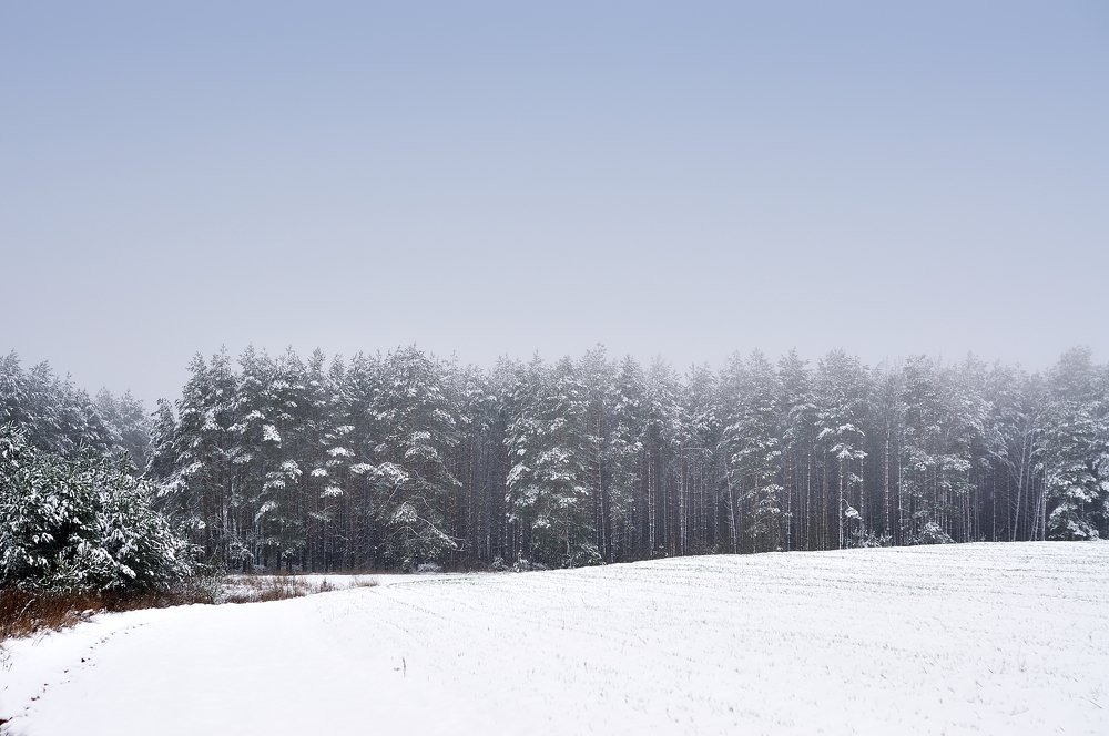 Фотография автора Роман Володащик