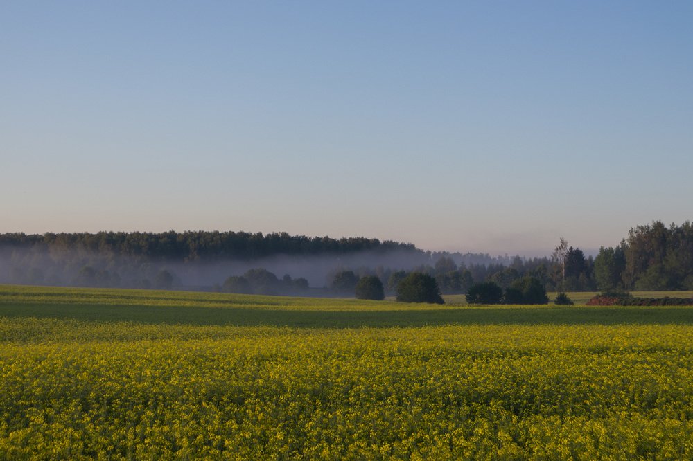 Рапсовое поле