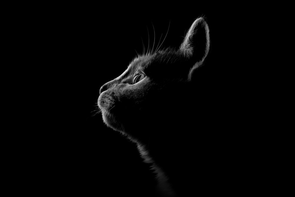 Photograph by Александр Кобелюк