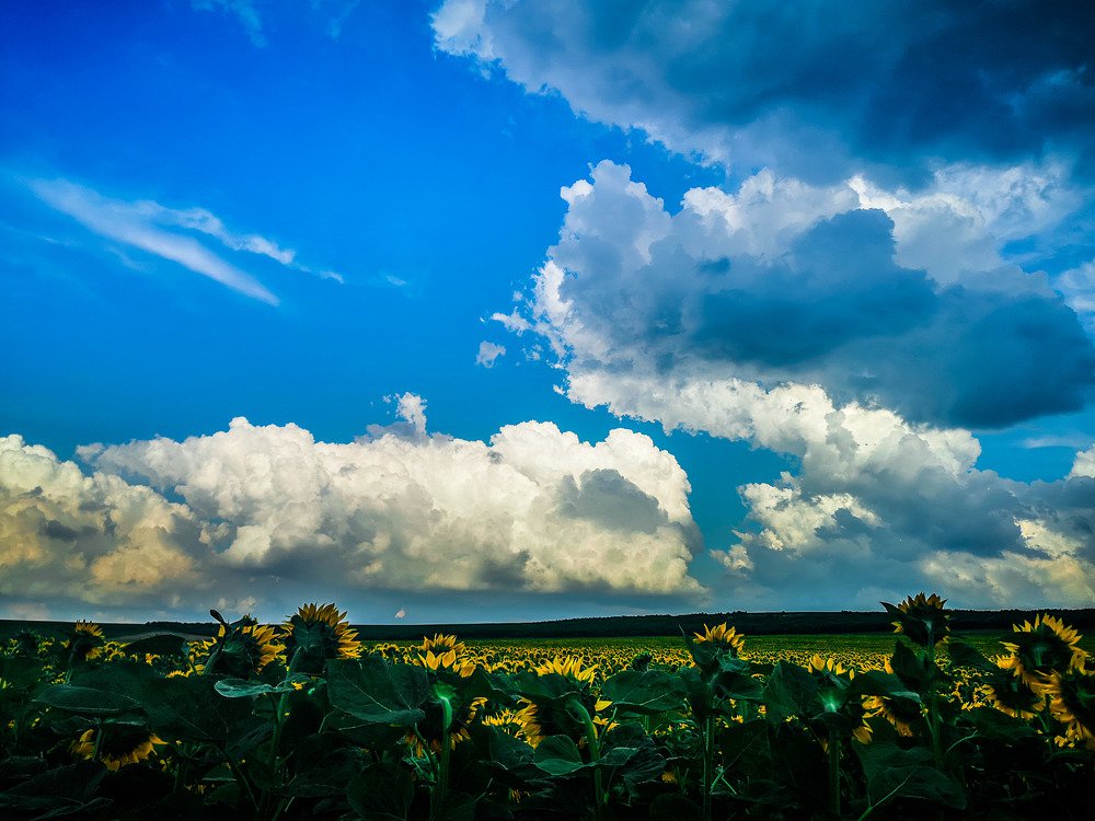 Napraforgó szőnyeg