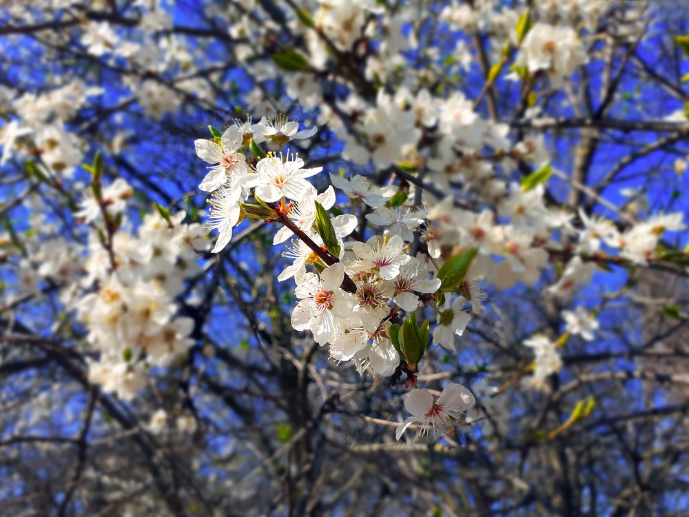 Photograph by Алина Куприянова