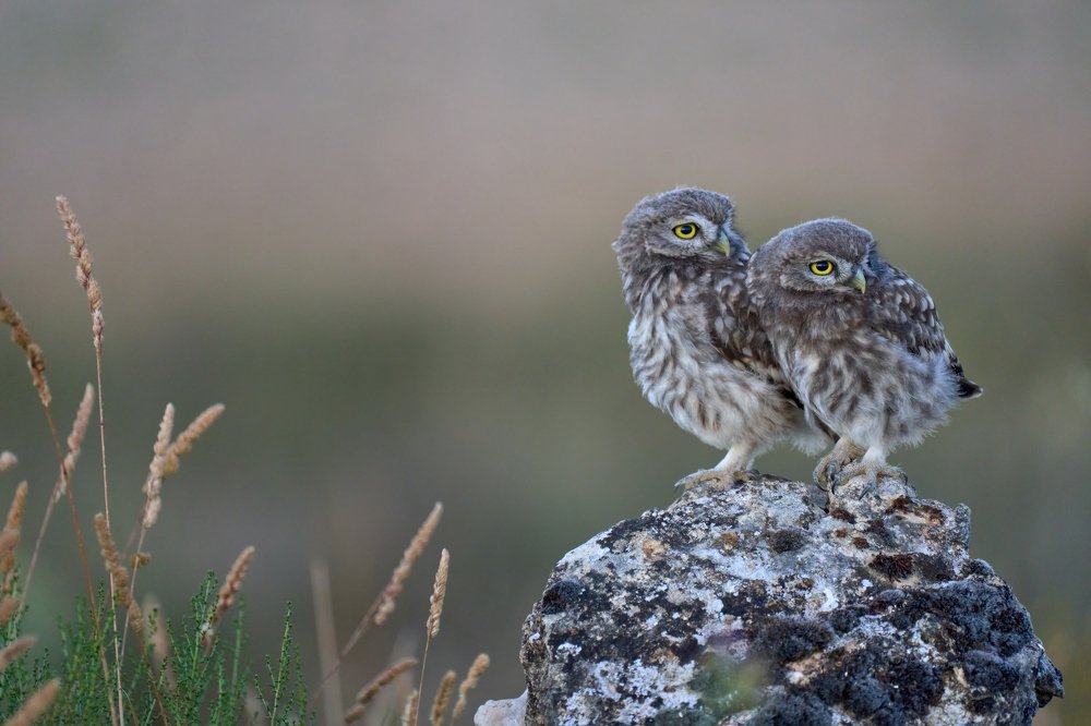 Two owlets waiting to be feeded