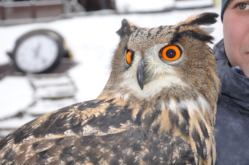 Photograph by Галина Лысых