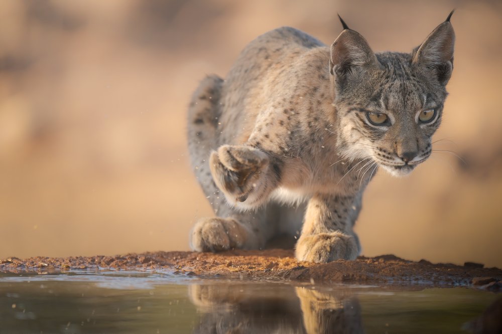 A young Iberian lynx trying to catch a fly