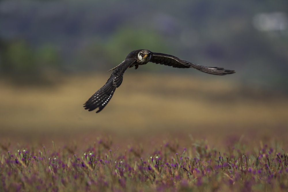 Photograph by Sonika Sharma