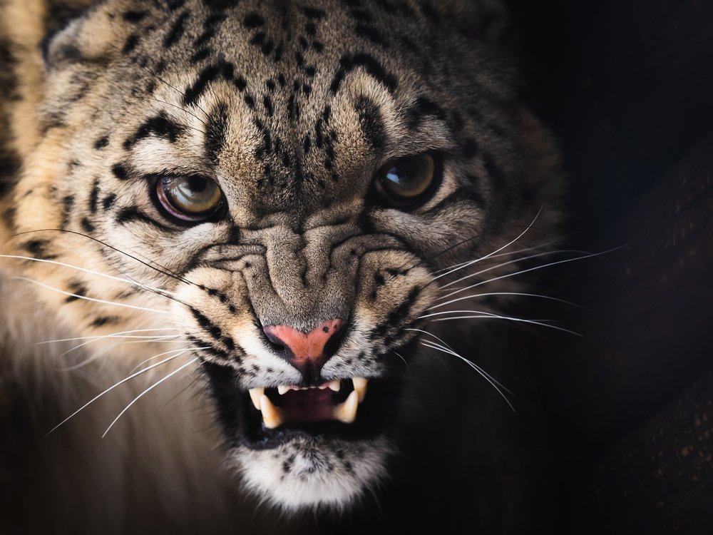 Photograph by Олег Чипура