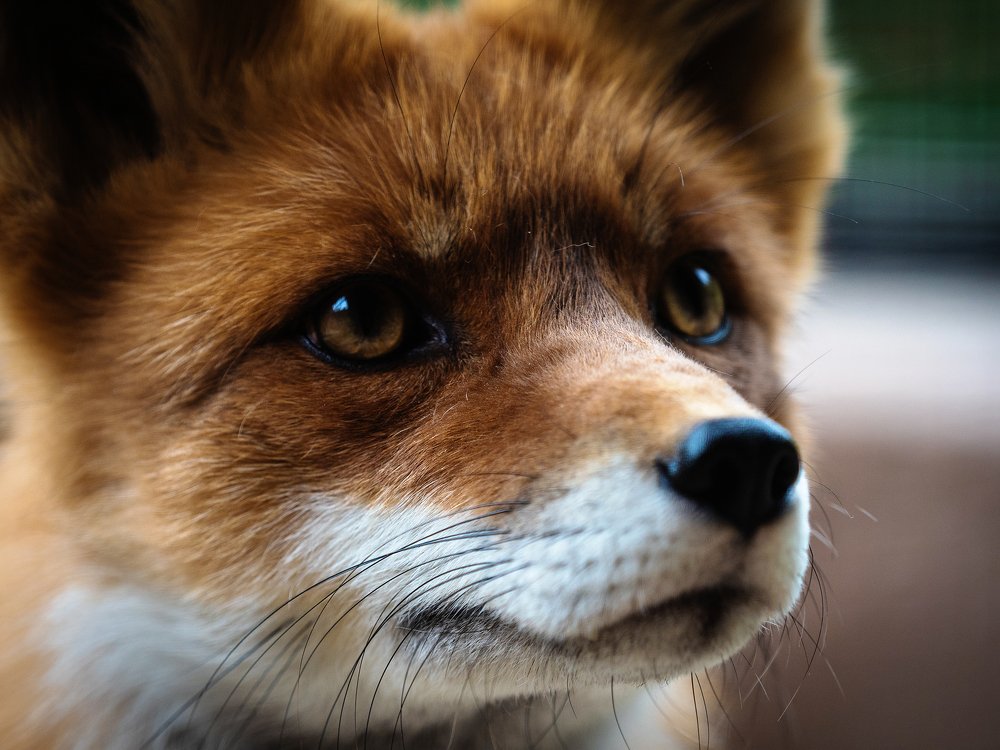 Photograph by Олег Чипура