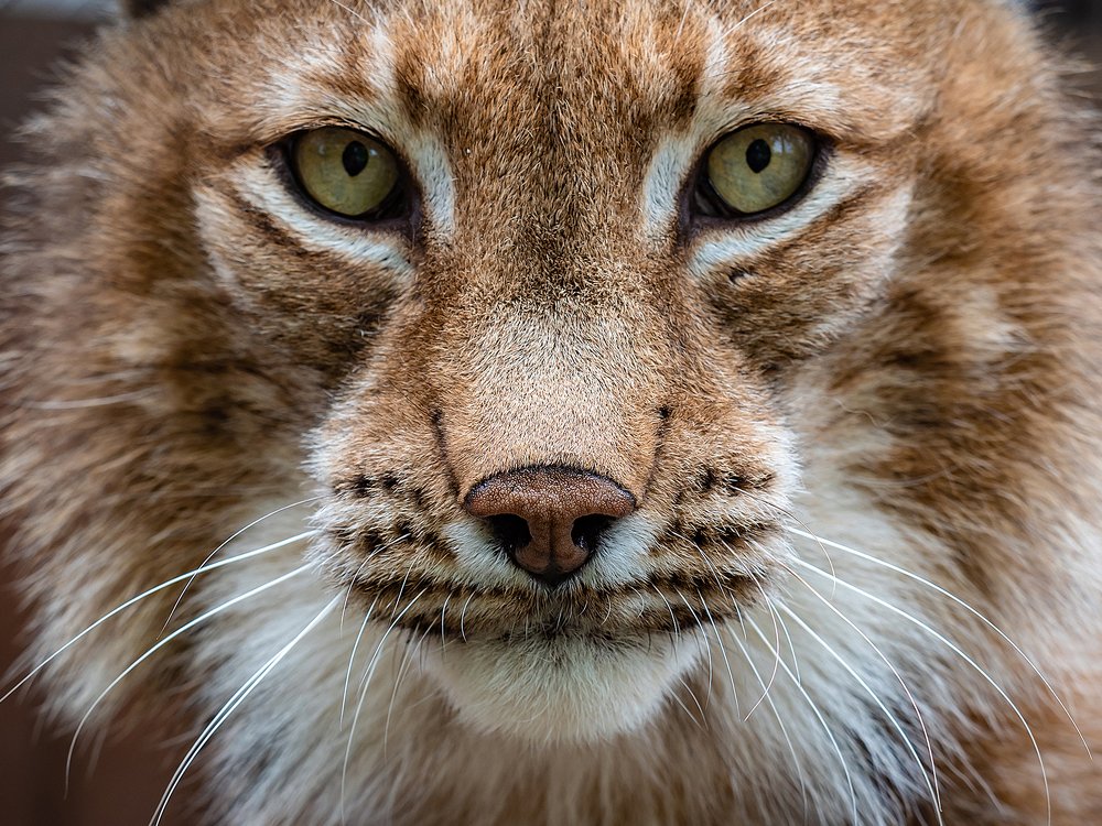 Photograph by Олег Чипура