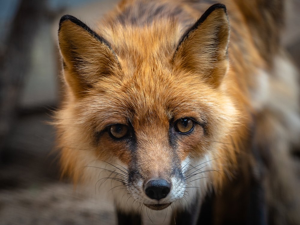 Photograph by Олег Чипура