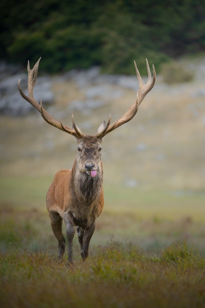 A deer at the watering place