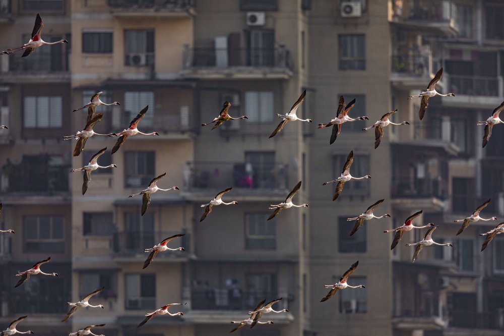 Фотография автора Ashok Behera