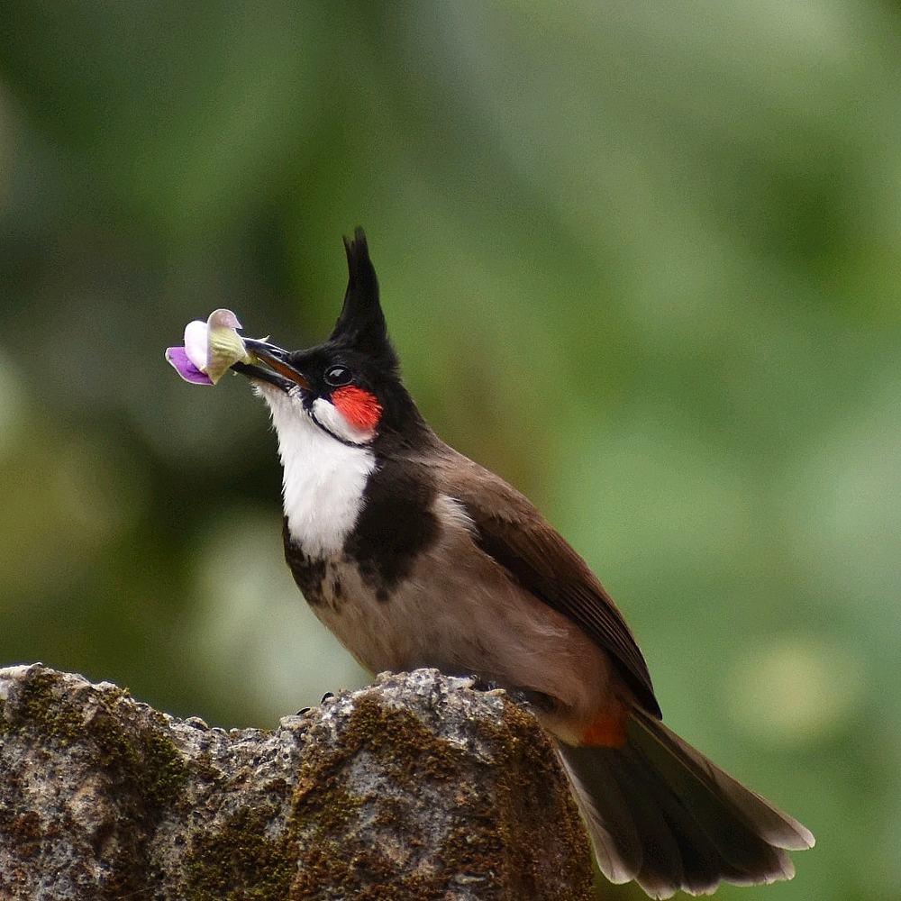 Photograph by Anjali KM