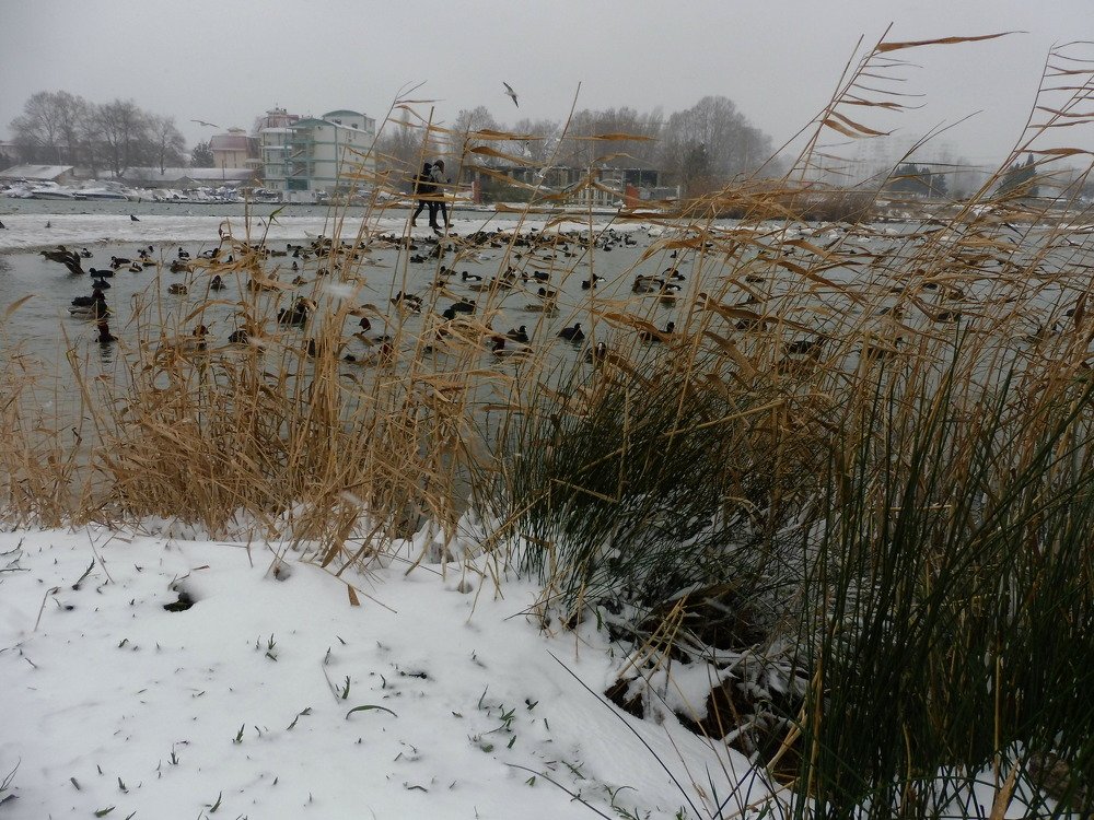 Photograph by Елена Коробкина