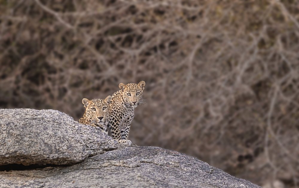 Фотография автора Ashok Behera