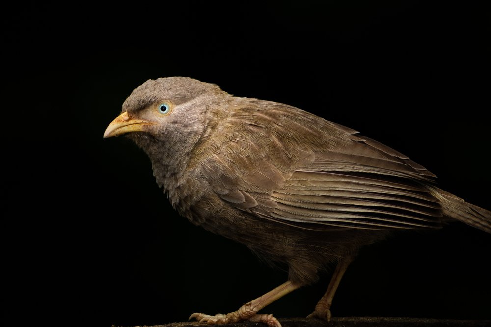 Yellow billed Babbler