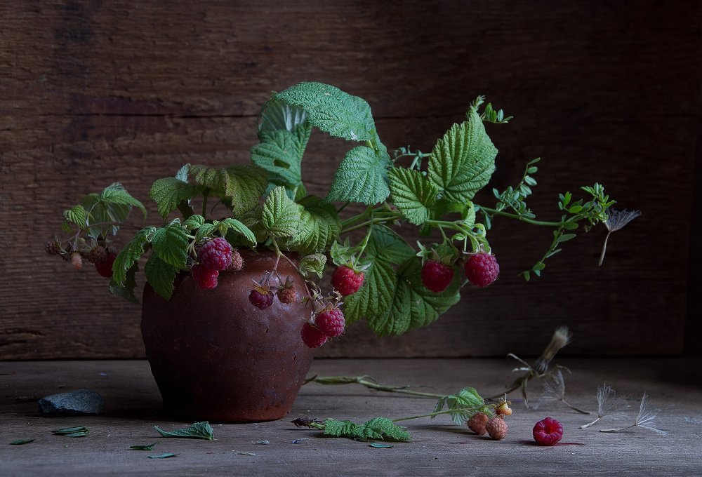 Branch with raspberries.