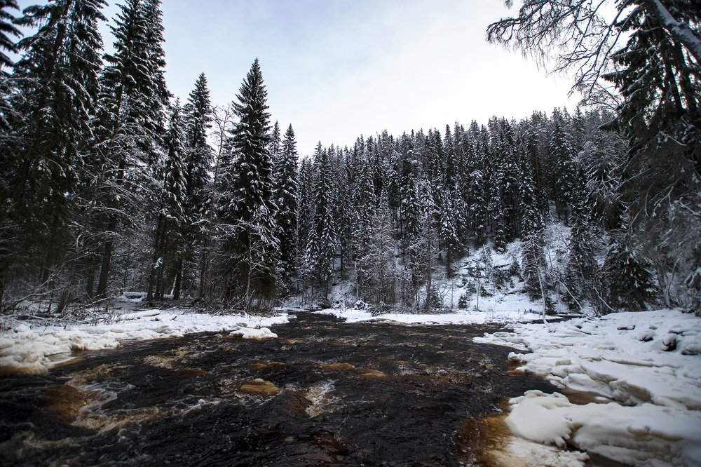 Волшебный лес
