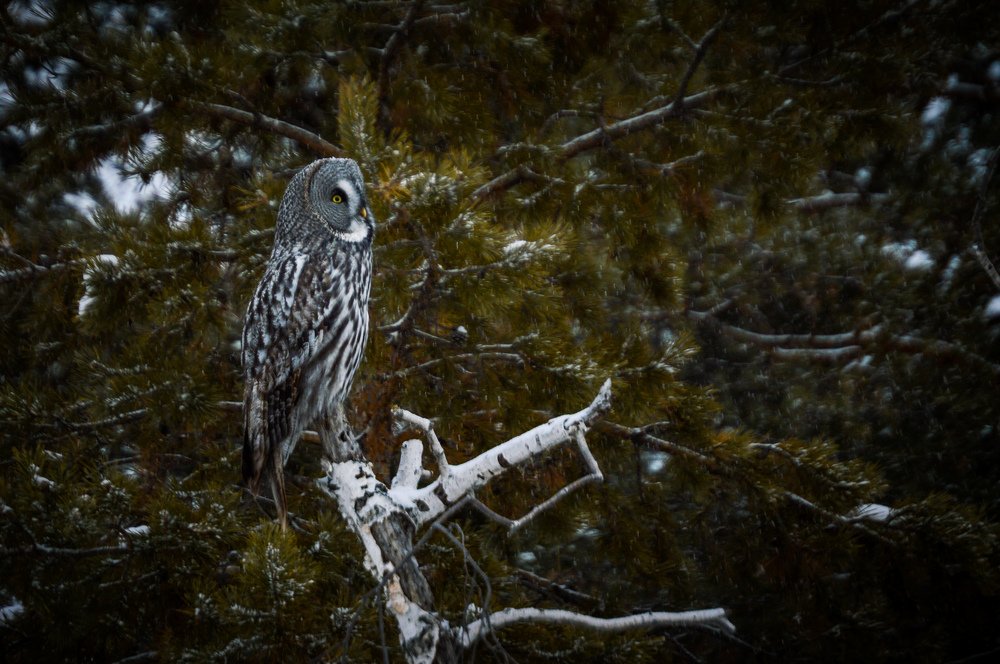 Photograph by Наталья Мордовская