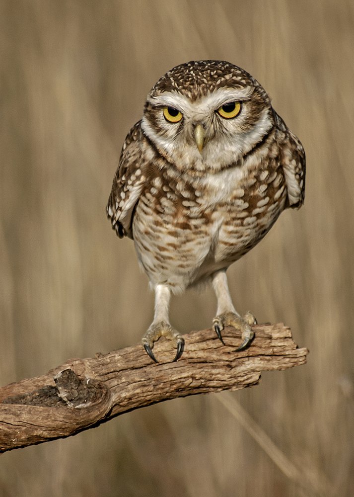 Burrowing Owl