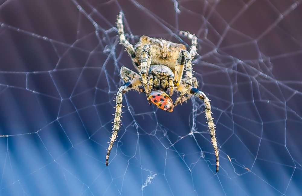 Photograph by Макс Самойлофф