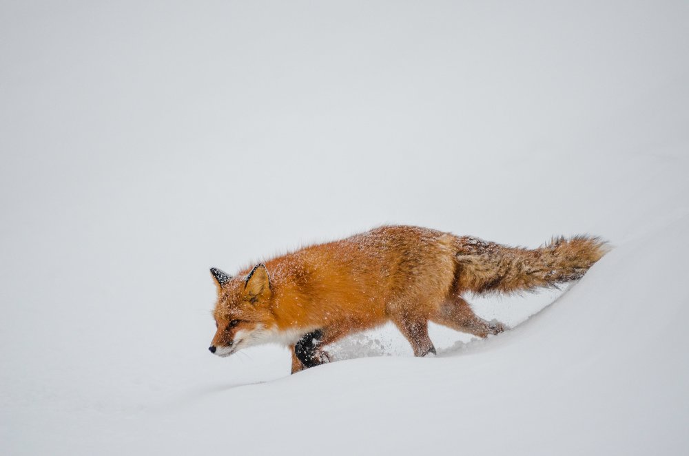 Photograph by Вероника Романенко