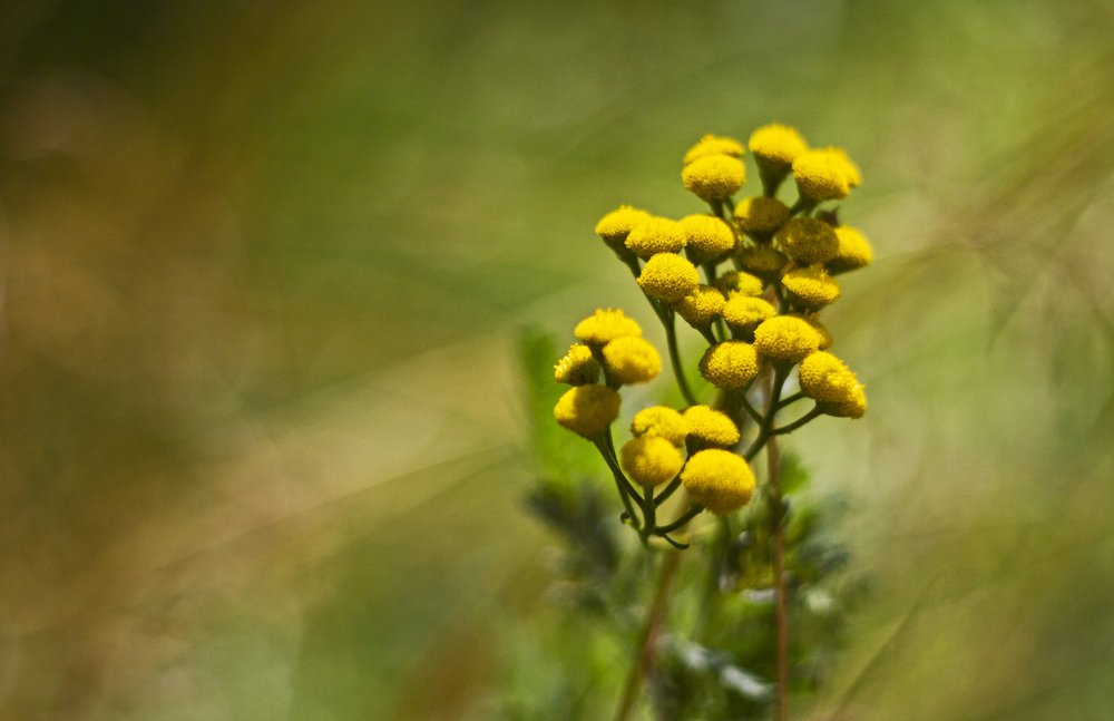 Vlasina Yellow Beauty