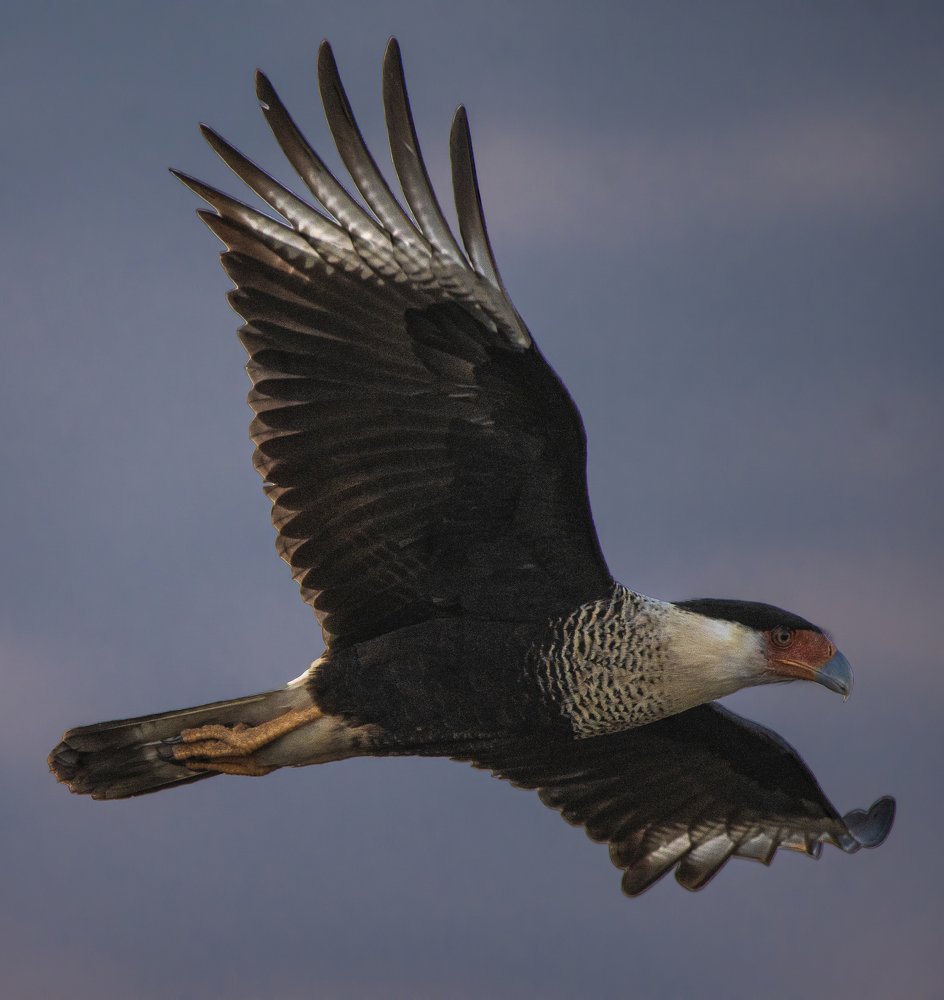 Crested caracara in flight