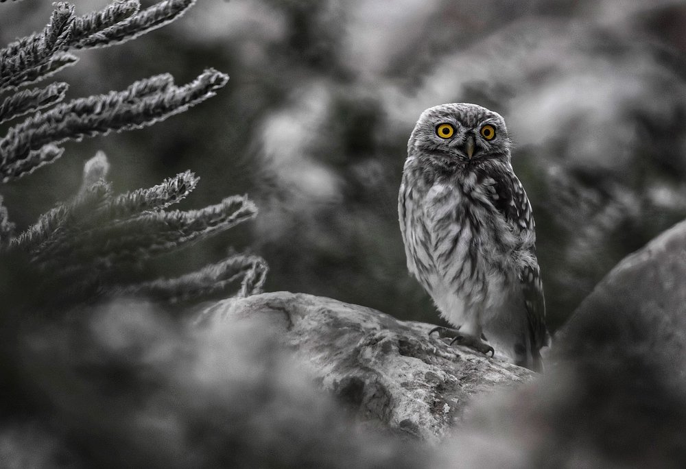 Photograph by Hamidreza Saedi