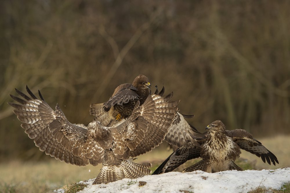 Photograph by Ernestas Balcikonis