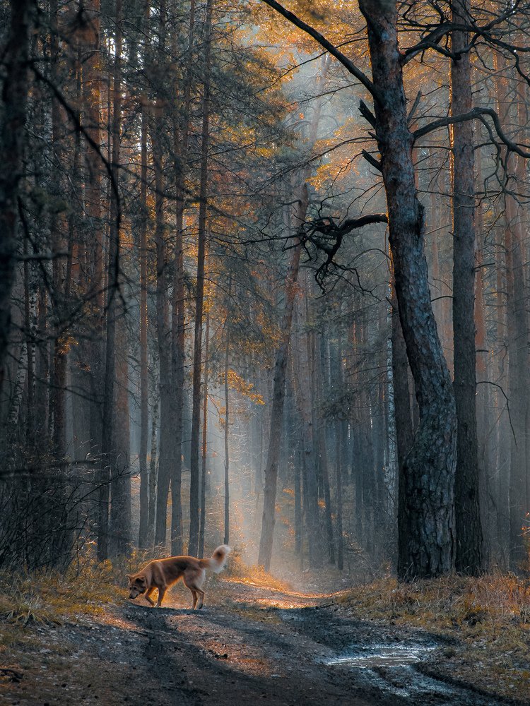 Прогулка в осеннем лесу