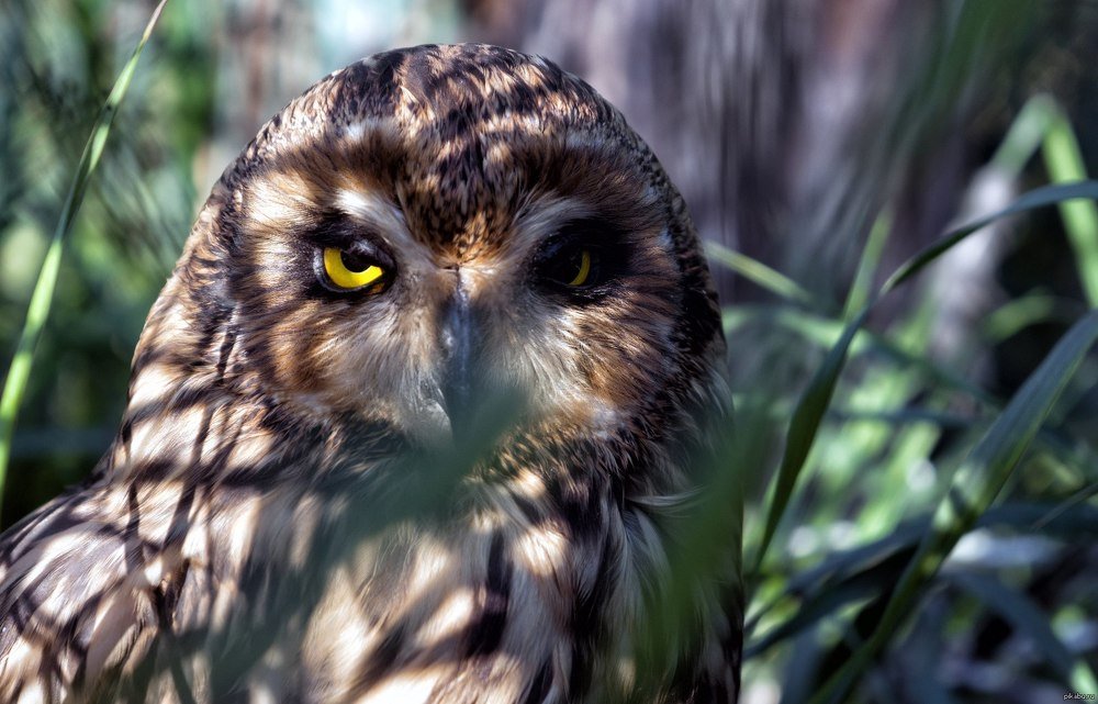 Фотография автора Пётр Чирков