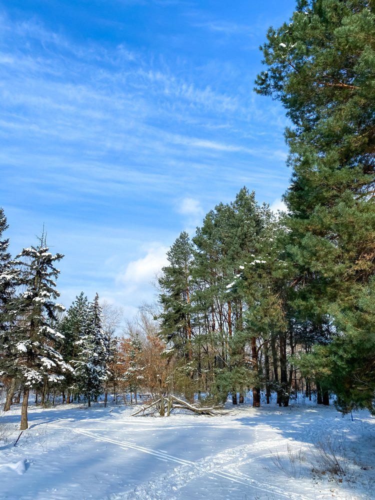 Winter frosty day in nature