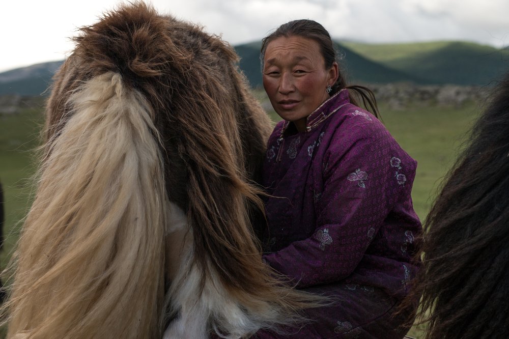 Milking yaks - Mongolia