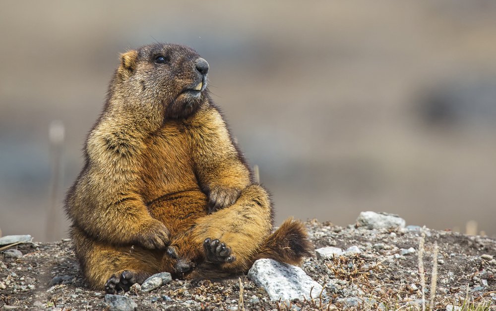 Photograph by Салторе