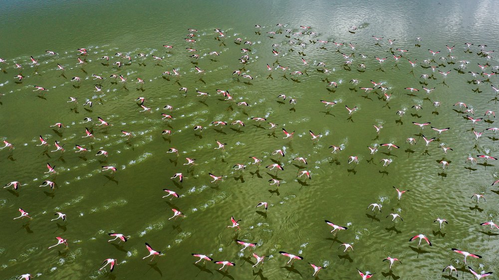 flamingo herd