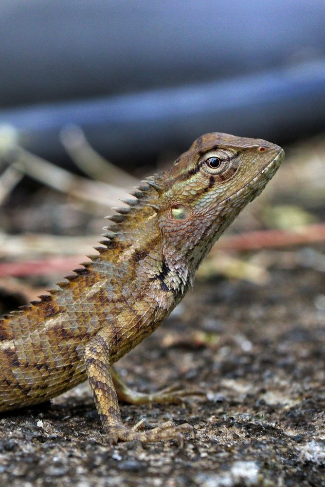 Photograph by Shabeeb