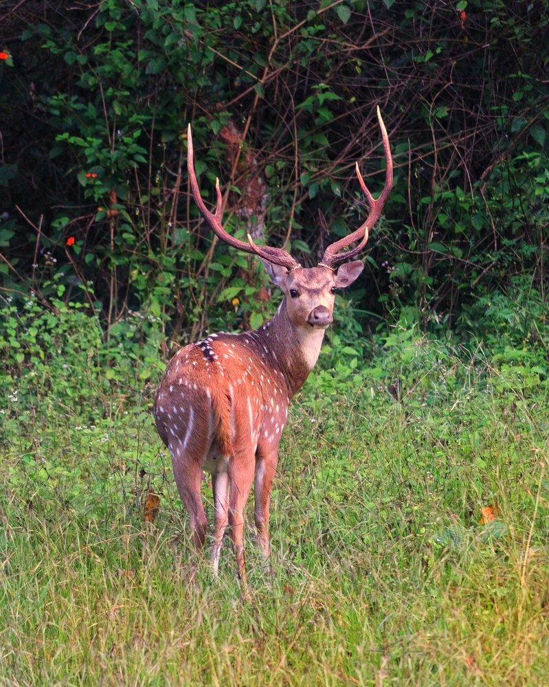 Photograph by Shabeeb