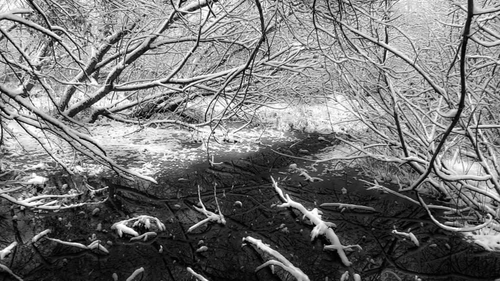 Чла. Пойма. Безымянный ручей.