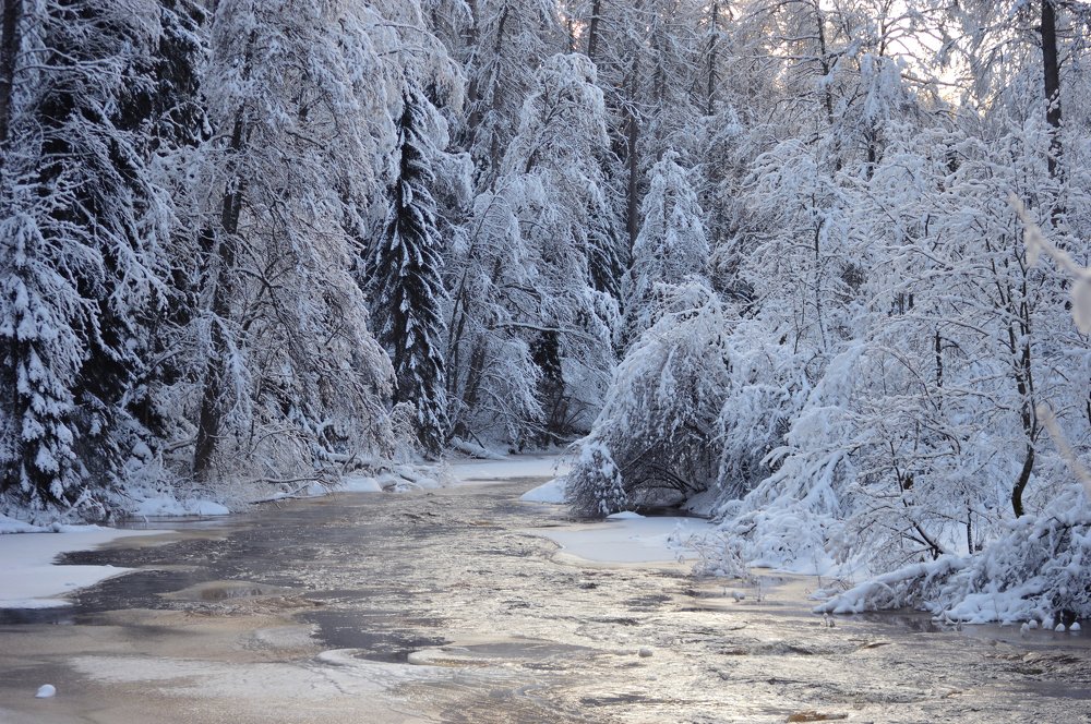Волшебный сон