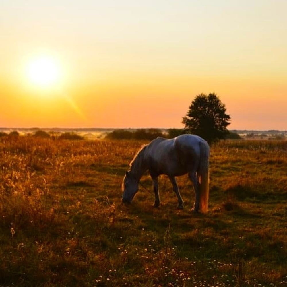 утро августа.