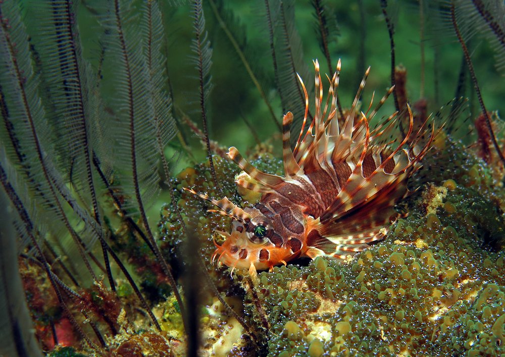 Маленький лев