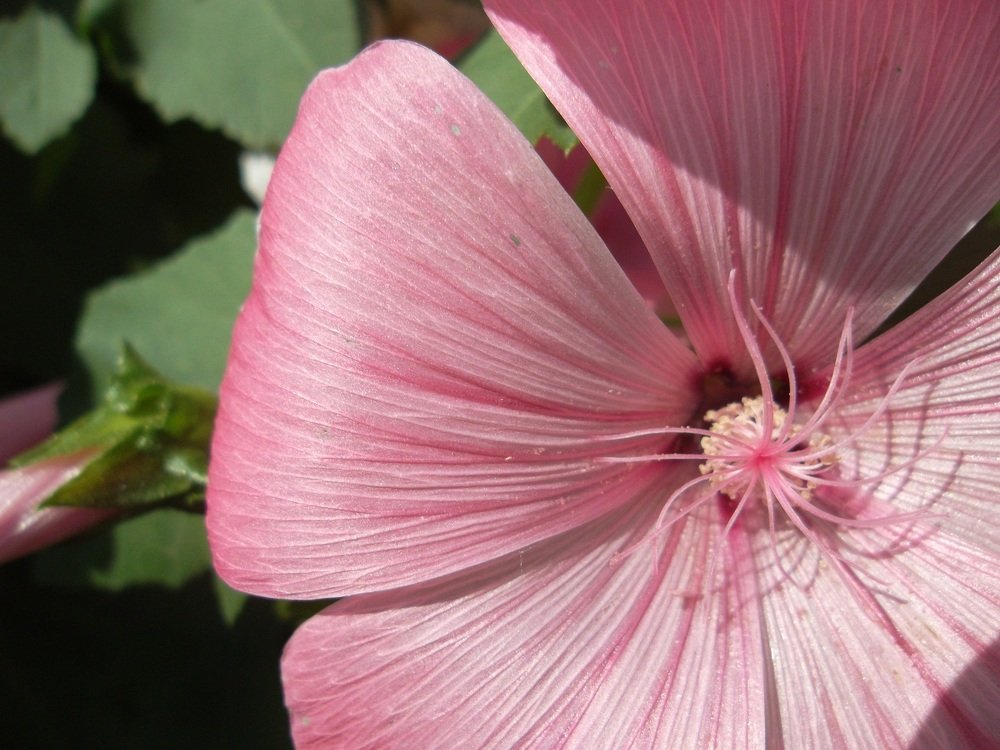 Маленькое розовое лето / Little pink summer