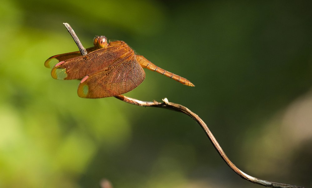 Photograph by PRIYANK JAISWAL