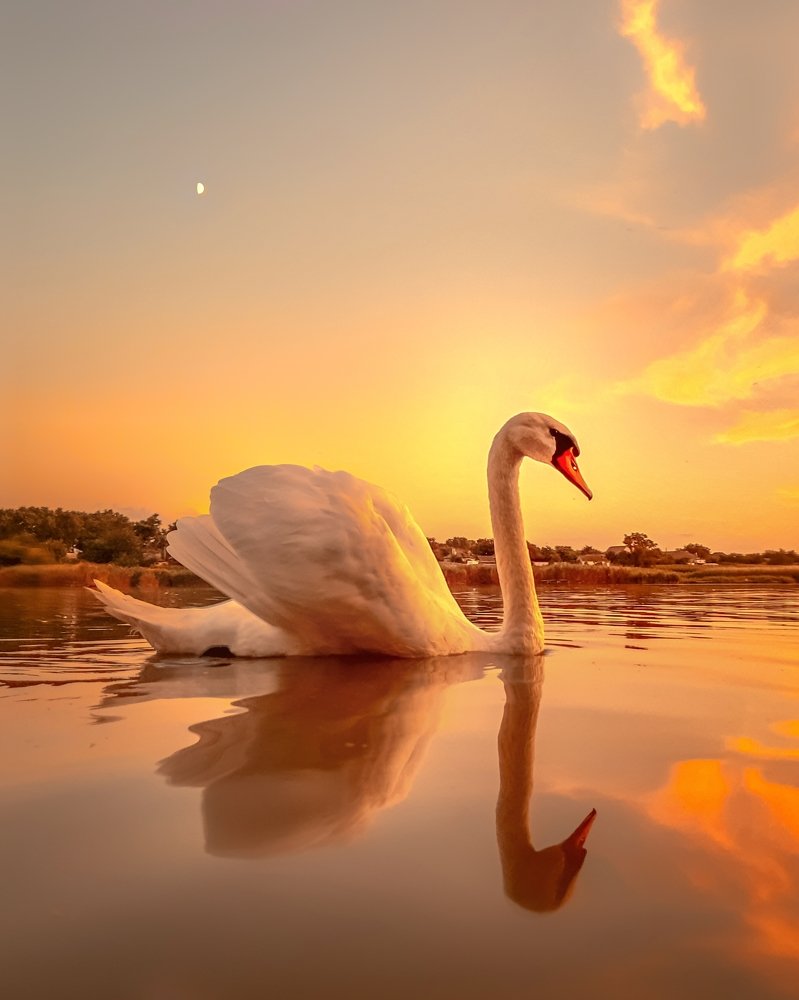Swan at sunset