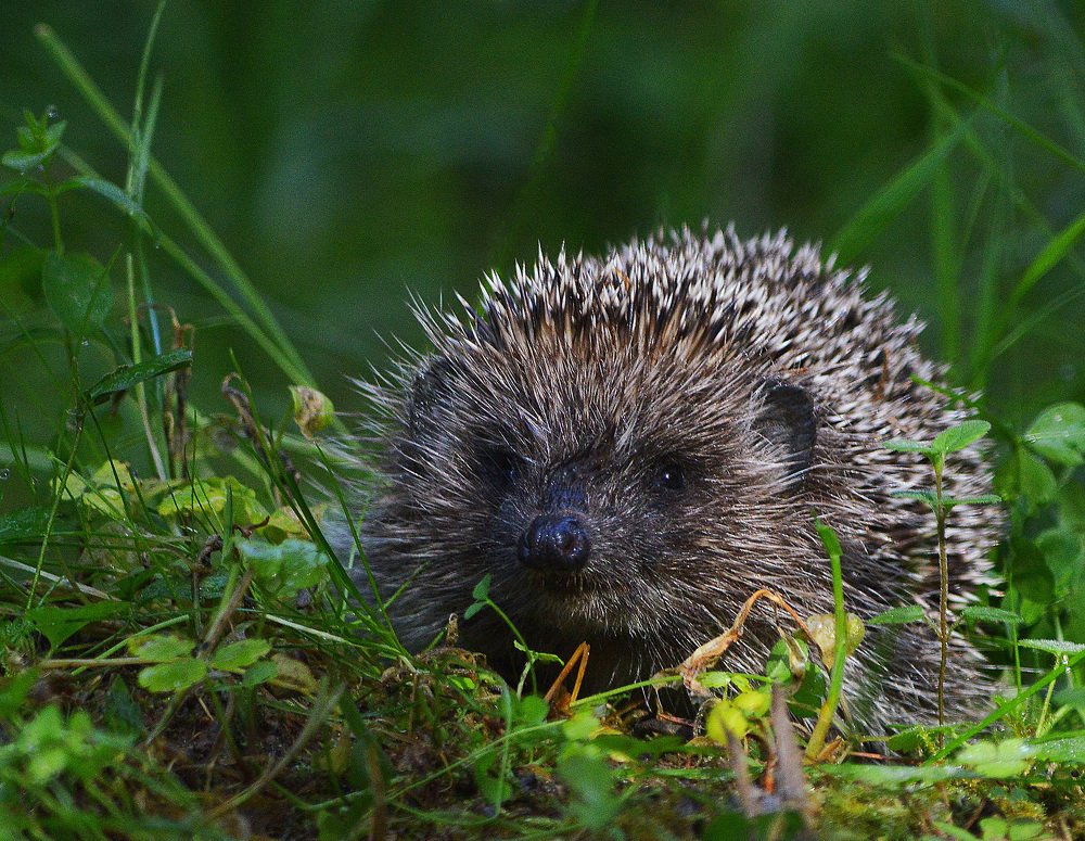 После ночной охоты.