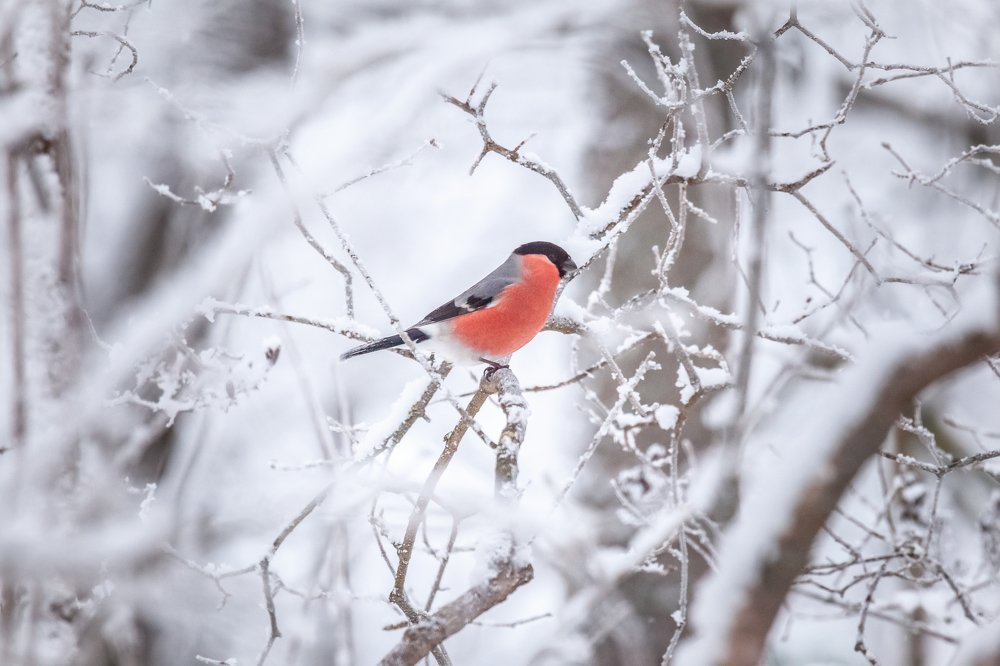 Фотография автора Анатолий Гарин
