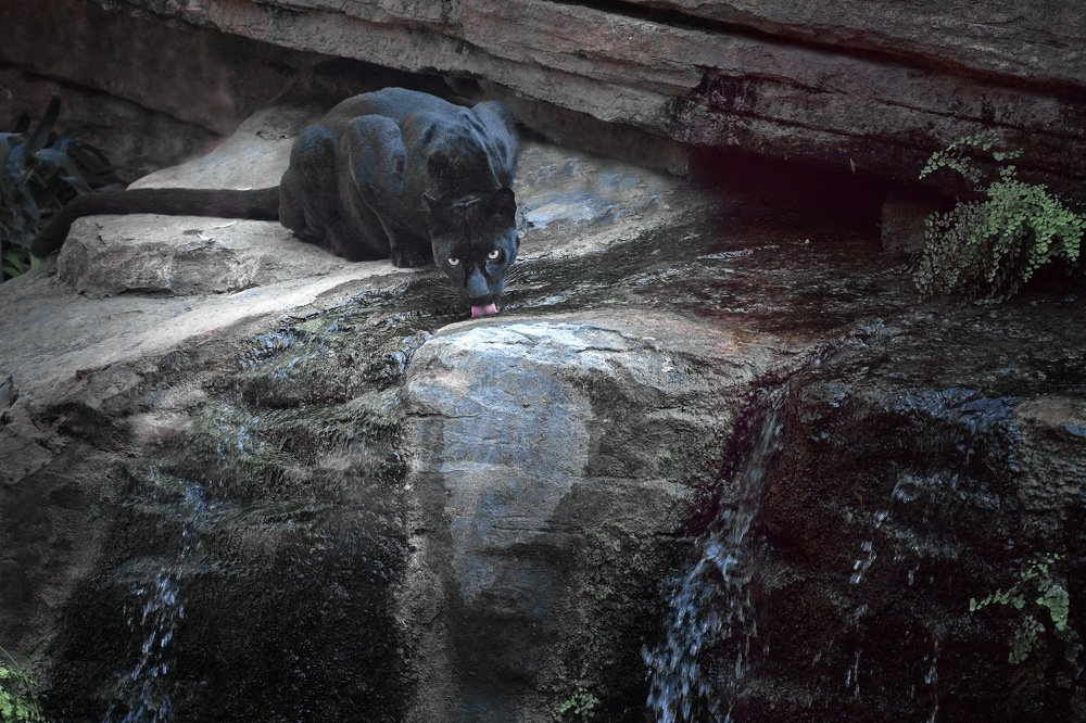 Взгляд черной пантеры.