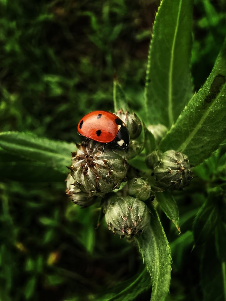 Photograph by Евгения Лушенкова